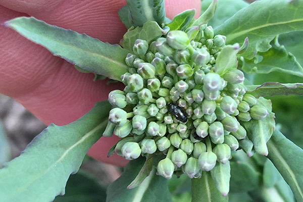 Glimmerbøsse, der sidder på en rapsknop